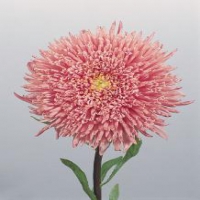 Princess Salmon Rose